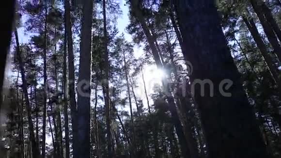 太阳在高大的树木中的光芒视频的预览图