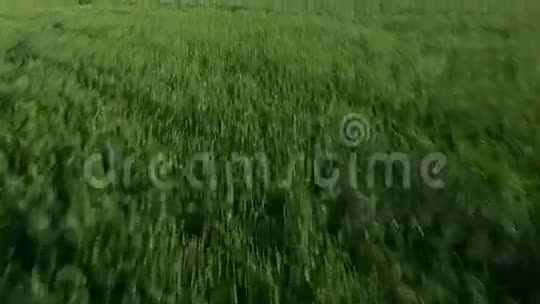 小麦芽视频的预览图