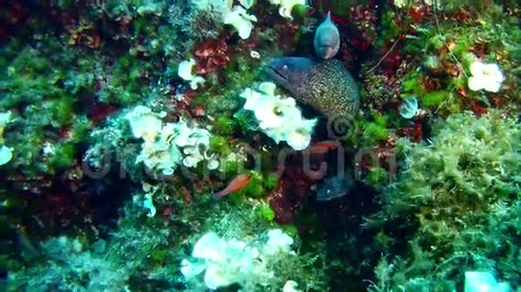 水下野生动物三条海鳗一起在地中海暗礁中视频的预览图
