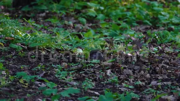 画眉鸟Turdus坐在公园的地上这只鸟捉了一条虫子打算吃它视频的预览图