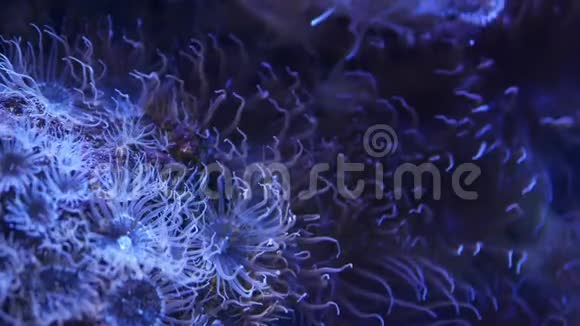 水族馆里的软珊瑚在干净的蓝色水中特写安蒂利亚和欧菲利亚珊瑚海洋水下生物紫罗兰视频的预览图