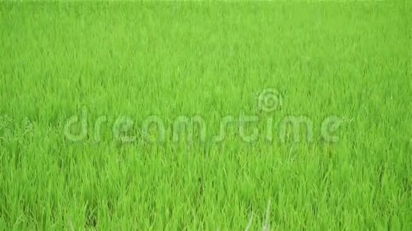 稻田景观潘宁拍摄视频的预览图