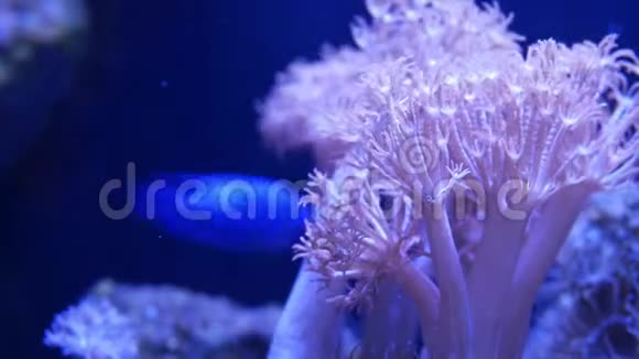 水族馆里的软珊瑚在干净的蓝色水中特写安塞里亚和欧菲利亚珊瑚海洋水下生物紫罗兰视频的预览图
