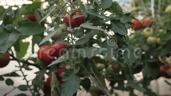 收获西红柿一个在温室里收获有机番茄的农民视频的预览图