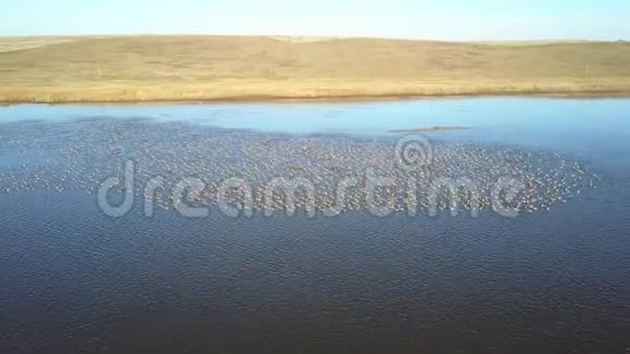 多瑙河三角洲一个湖泊上一大群白鹅视频的预览图