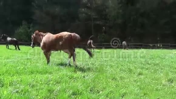 马在牧场上自由奔跑视频的预览图