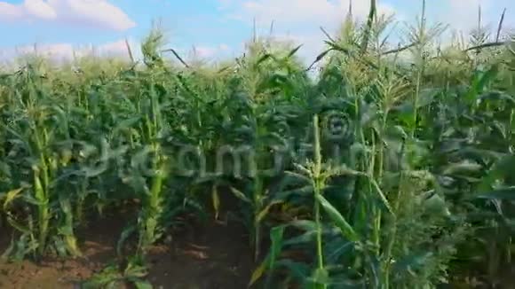 玉米种田视频的预览图