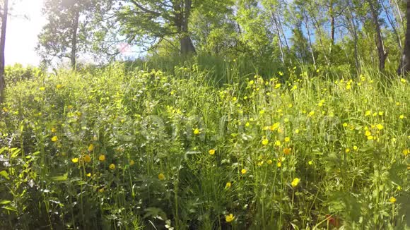 夏天美丽的黄油花补丁视频的预览图