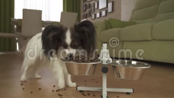 狗狗Papillon在客厅的架子上吃金属碗里的干粮库存录像视频的预览图