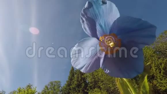 美丽的蓝色夏花金色的中心灿烂的阳光视频的预览图