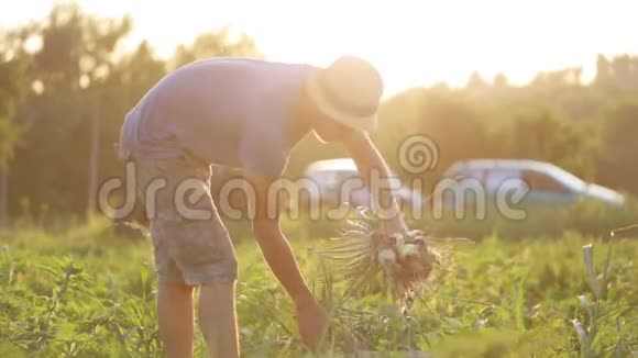 一家人在有机上采摘洋葱的农民视频的预览图