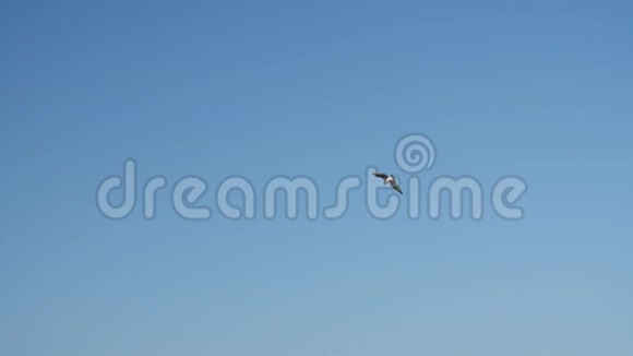海鸥在波罗的海飞翔和游泳视频的预览图