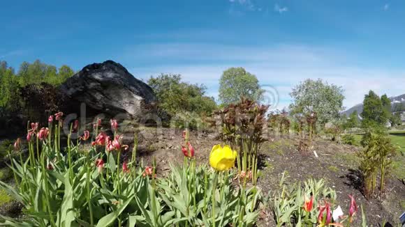 夏日微风中的单朵黄花视频的预览图