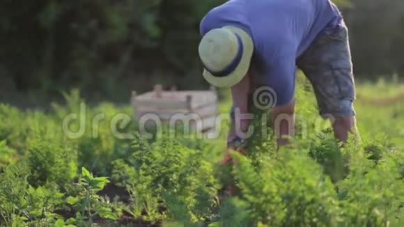 戴帽子的年轻农民在有机农场采摘胡萝卜视频的预览图