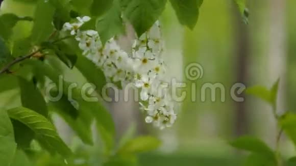 枝上紫丁香的孤花春天花园里盛开的白花绿叶视频的预览图