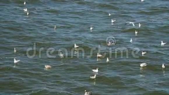 海鸥在波罗的海飞翔和游泳视频的预览图