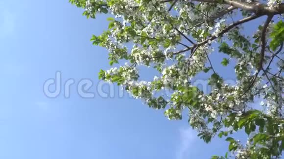 绽放的四月樱花映衬着蓝天4K视频的预览图