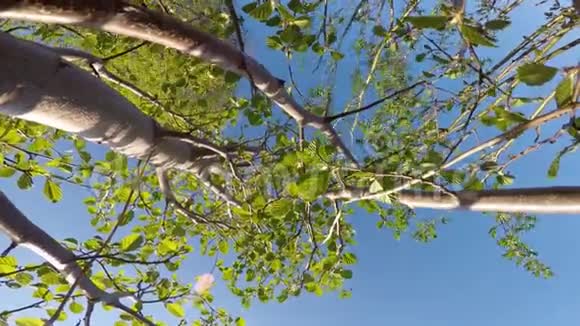 幼柳树视频的预览图