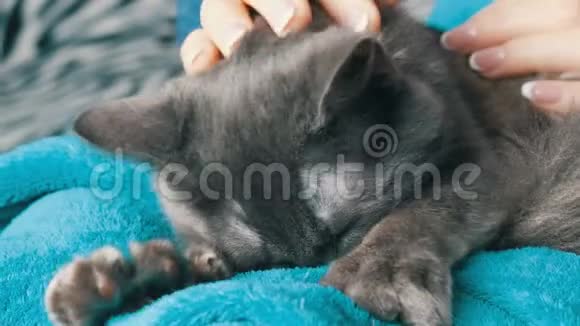 一个美甲的女人抚摸着一只灰色的猫它闭上眼睛轻轻地按摩和吮吸毯子视频的预览图