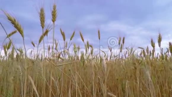 乌云笼罩着金色的小麦视频的预览图