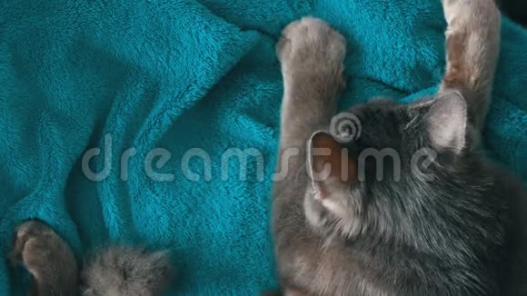 睡顶景的灰猫猫用爪子和按摩视频的预览图