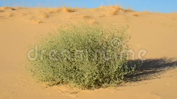 在沙丘上生长的植物视频的预览图