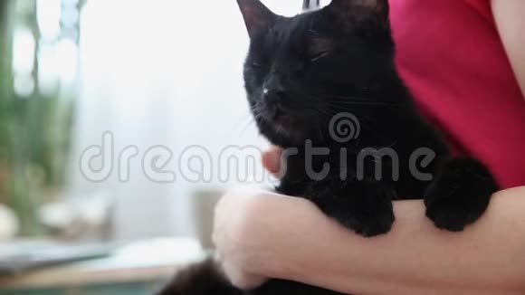与宠物一起生活漂亮的女孩正在家里用笔记本电脑工作手上拿着一只黑猫视频的预览图