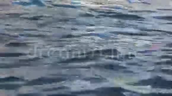 春天卡顿河里的水在猛烈地流动视频的预览图