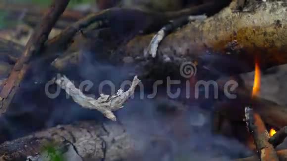 从桦树的外壳到森林里的晚火雨后瓦莱日尼克有点湿所以火烧得不好视频的预览图