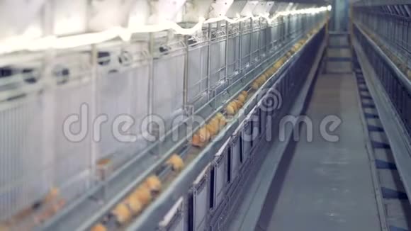 小鸡在农场吃谷物视频的预览图
