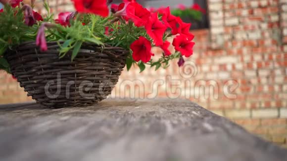 红花在花盆农村的房子里树叶在风中摇摆视频的预览图