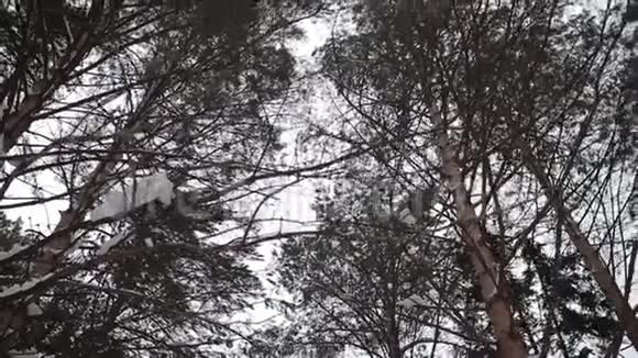 冬季森林泰加西伯利亚树木视频的预览图