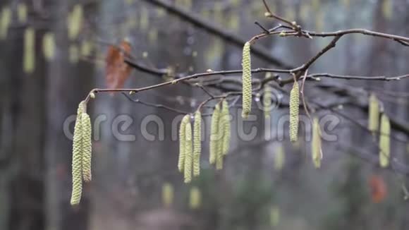 春天是开始耳环在灌木丛上绽放视频的预览图