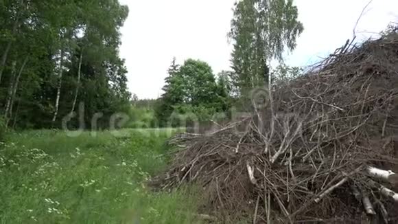 大堆干燥的树枝在森林里视频的预览图
