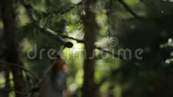 年轻的女模特步行森林视频的预览图