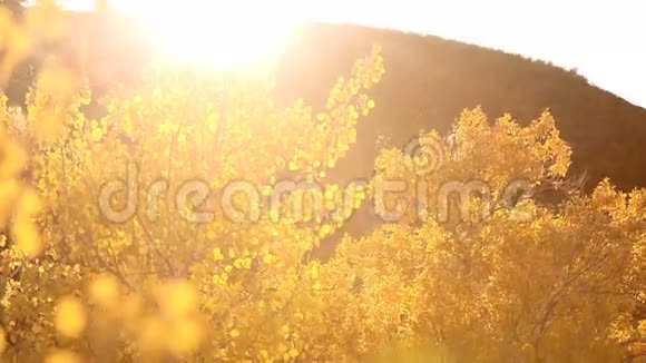 落叶堆焦点视频的预览图