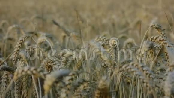 在大麦田盖好的大麦谷物上飞行视频的预览图