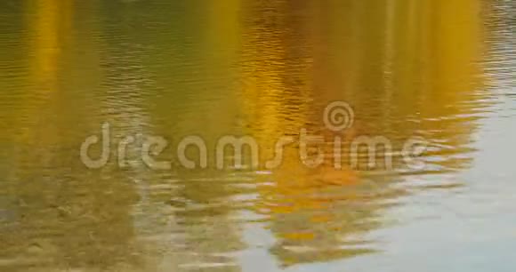 秋天的日光景观倒映在水中视频的预览图