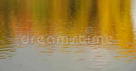 秋天的日光景观倒映在水中视频的预览图