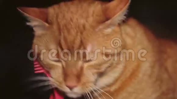 梳理姜红猫视频的预览图