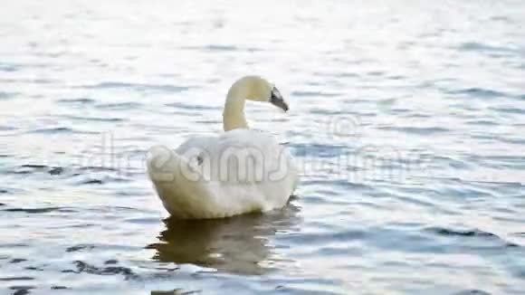 野生天鹅在湖上游泳视频的预览图