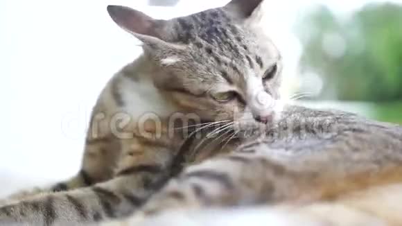 可爱的猫自洁视频的预览图