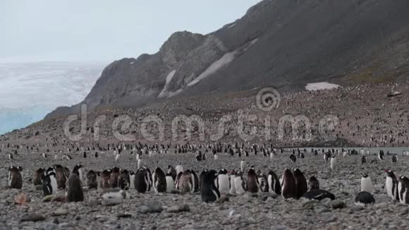南极洲山区附近的一群企鹅安德列夫视频的预览图