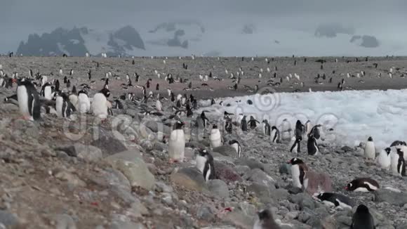 观大量南极企鹅安德列夫视频的预览图