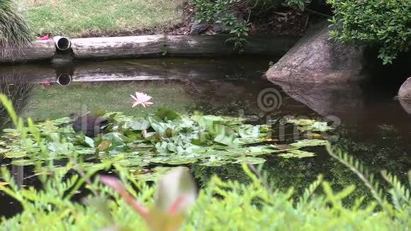 澳大利亚沼泽享受布里斯班库塔山植物园内的日本花园的池塘澳大利亚视频的预览图