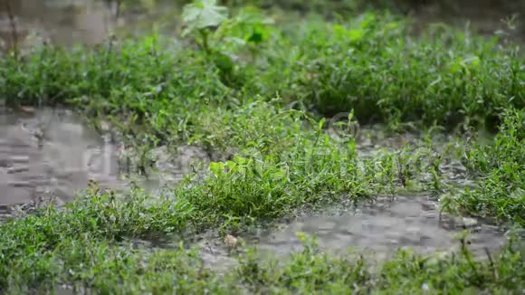 雨中草地上的水坑特写视频的预览图