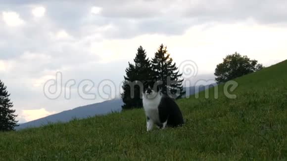 可爱的黑白猫在绿草如茵的草地上玩耍在风景如画的山地上尽情玩耍视频的预览图