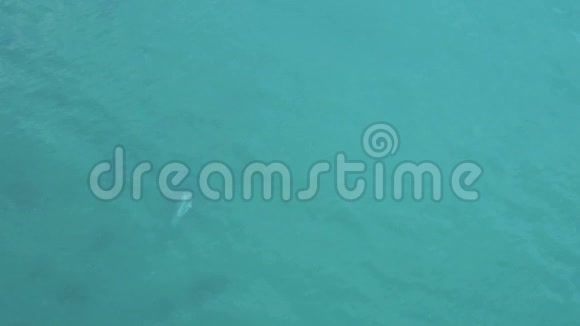 海豚妈妈教它的宝宝的航拍镜头海豚妈妈带着婴儿在克里米亚的黑海游泳和跳跃视频的预览图