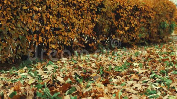 女孩穿着棕色的皮靴走在落叶的橡树叶里视频的预览图
