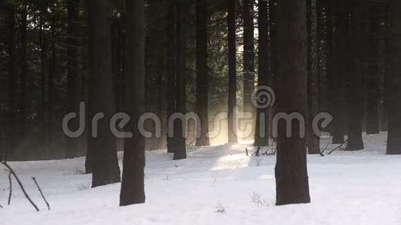 美丽的冬季雾山欧洲常绿森林视频的预览图